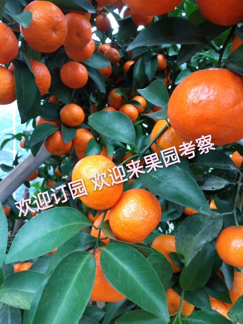 广西沙糖桔农民对接剪果队代办11月28上市