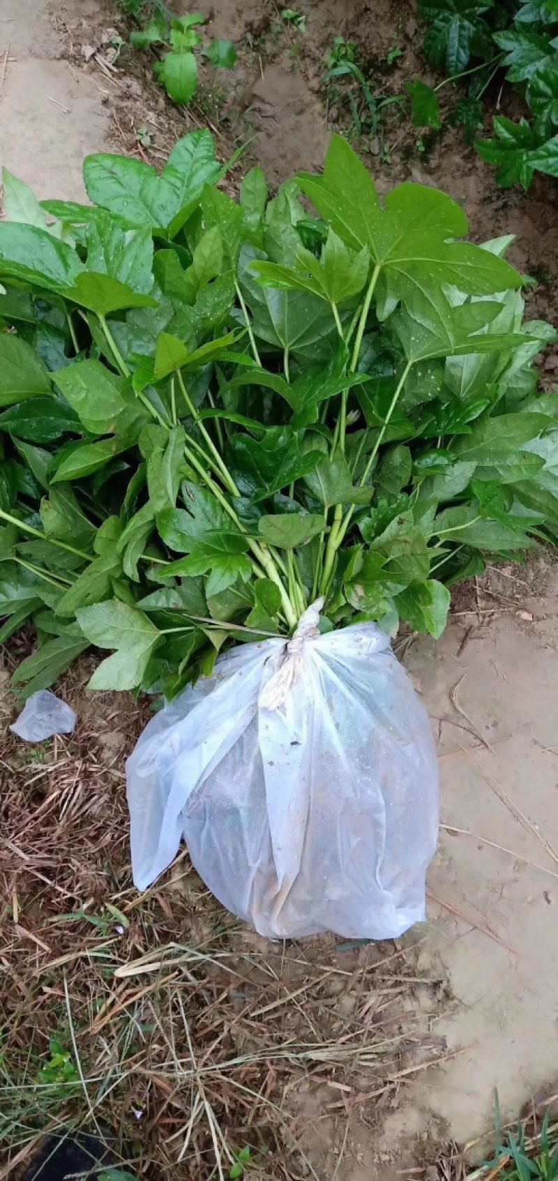 长期供应湖南八角金盘小苗，八角金盘价格，湖南八角金盘小苗