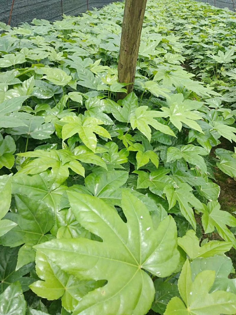 长期供应湖南八角金盘小苗，八角金盘价格，湖南八角金盘小苗
