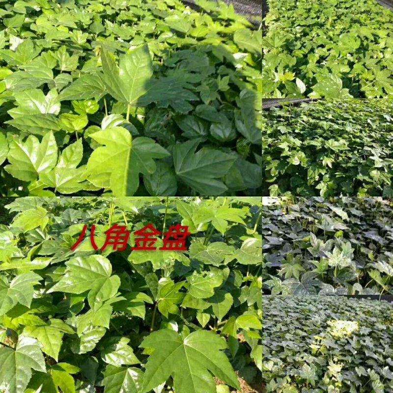 长期供应湖南八角金盘小苗，八角金盘价格，湖南八角金盘小苗
