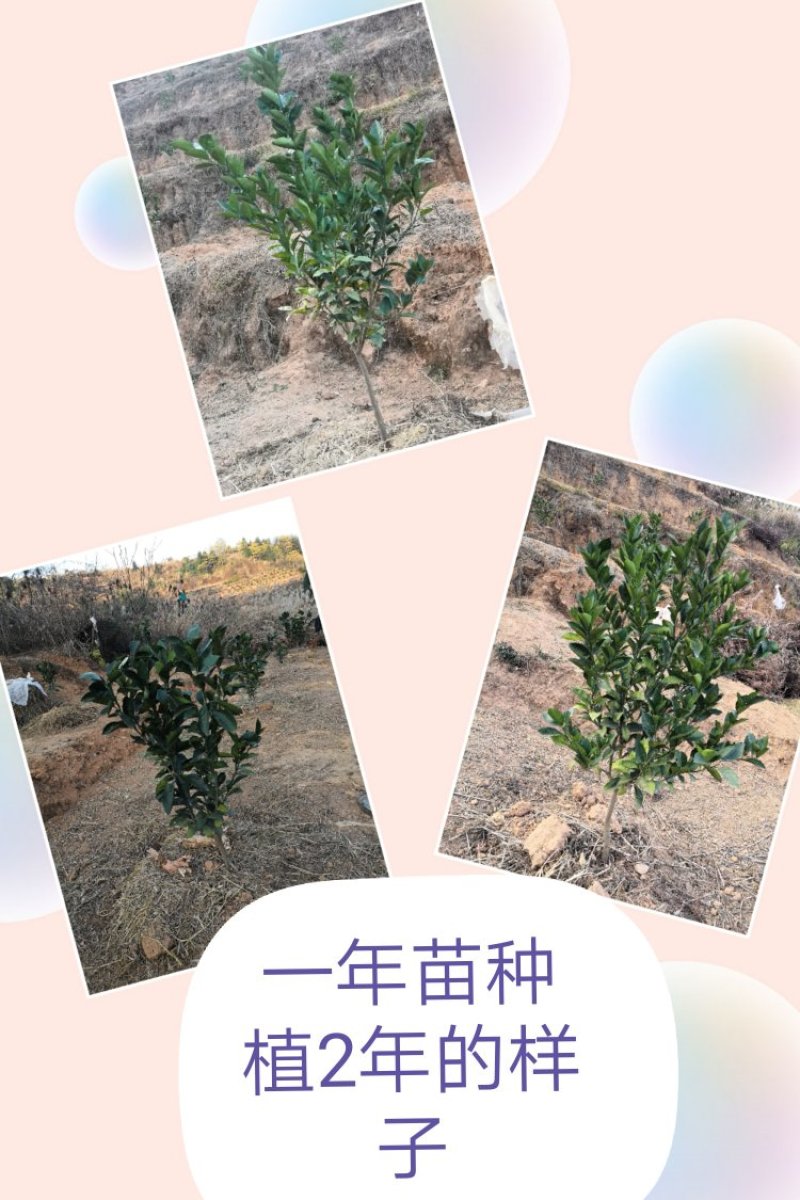 江西赣州赣南脐橙苗纽荷尔脐橙苗卡拉卡拉红肉脐橙苗
