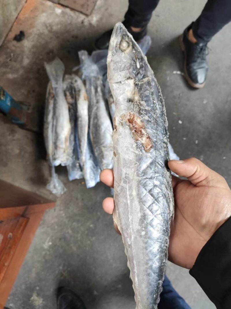 鲅鱼，残鲅鱼，加工鲅鱼段，熟食首选