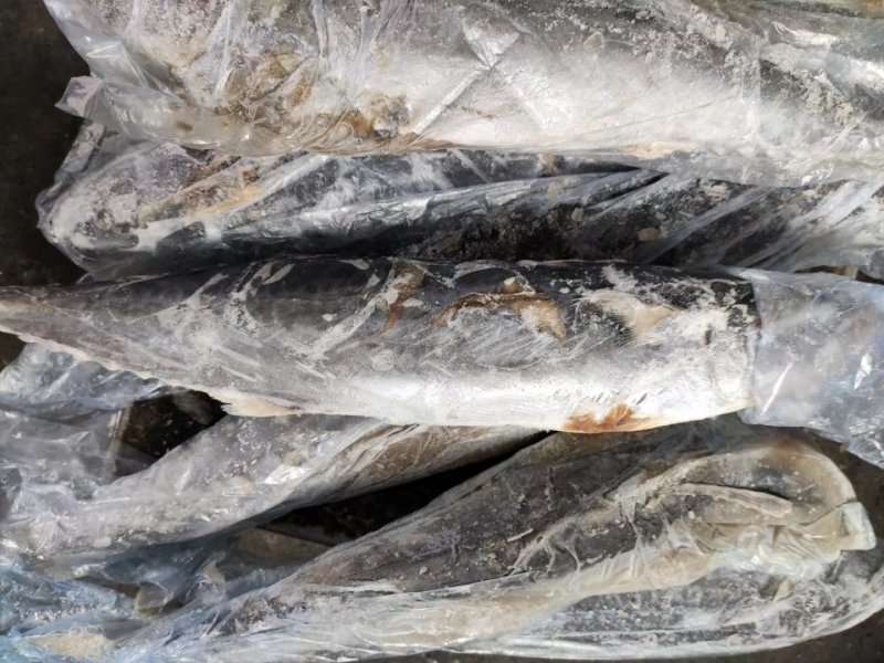 鲅鱼，残鲅鱼，加工鲅鱼段，熟食首选
