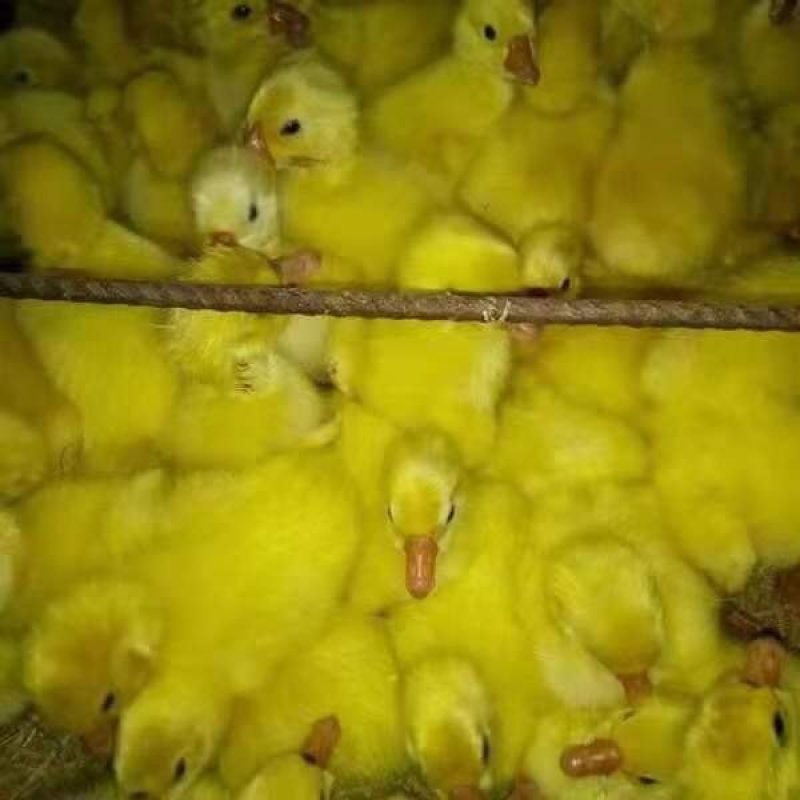 狮头鹅苗三花鹅苗等厂家直销包技术指导包回收