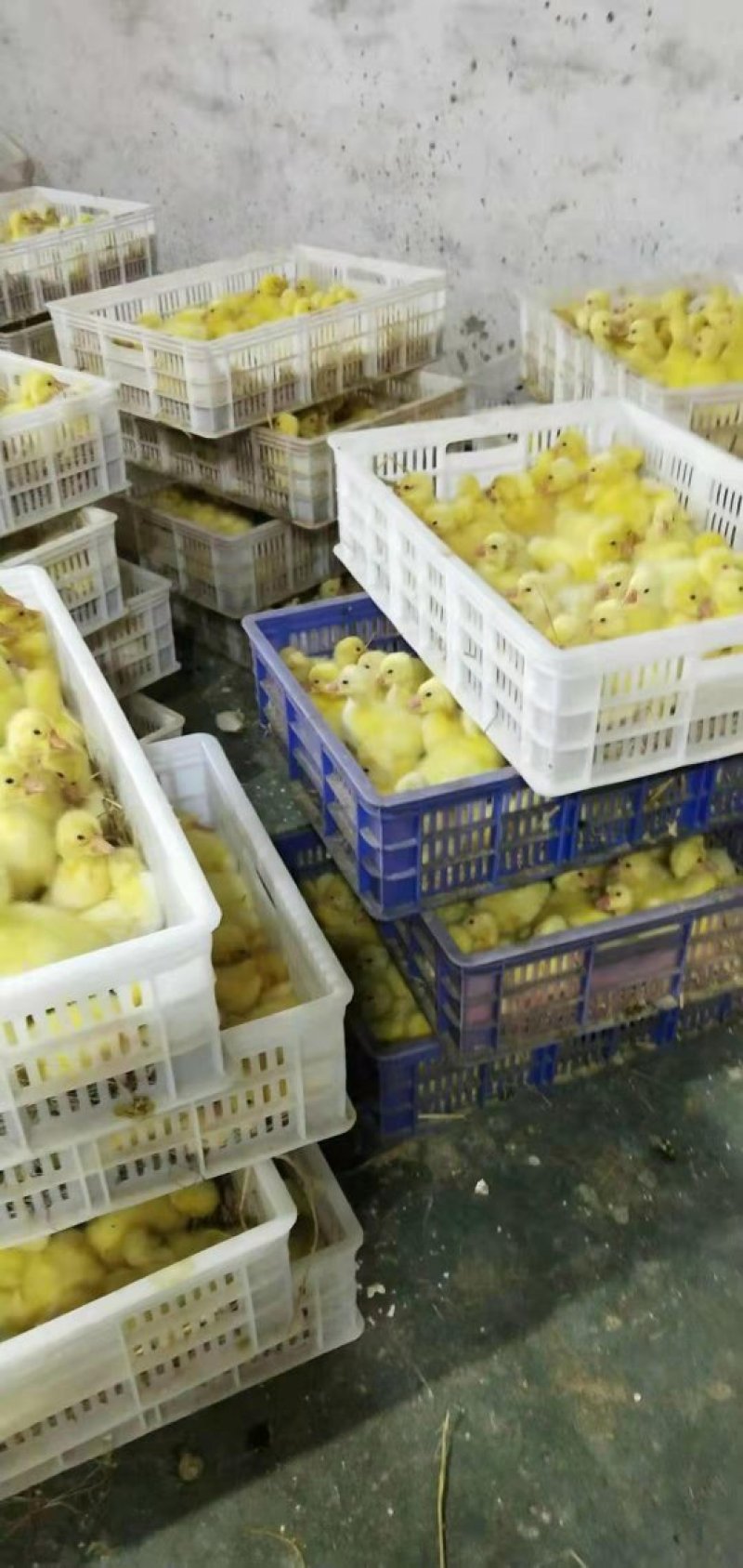 狮头鹅苗三花鹅苗等厂家直销包技术指导包回收
