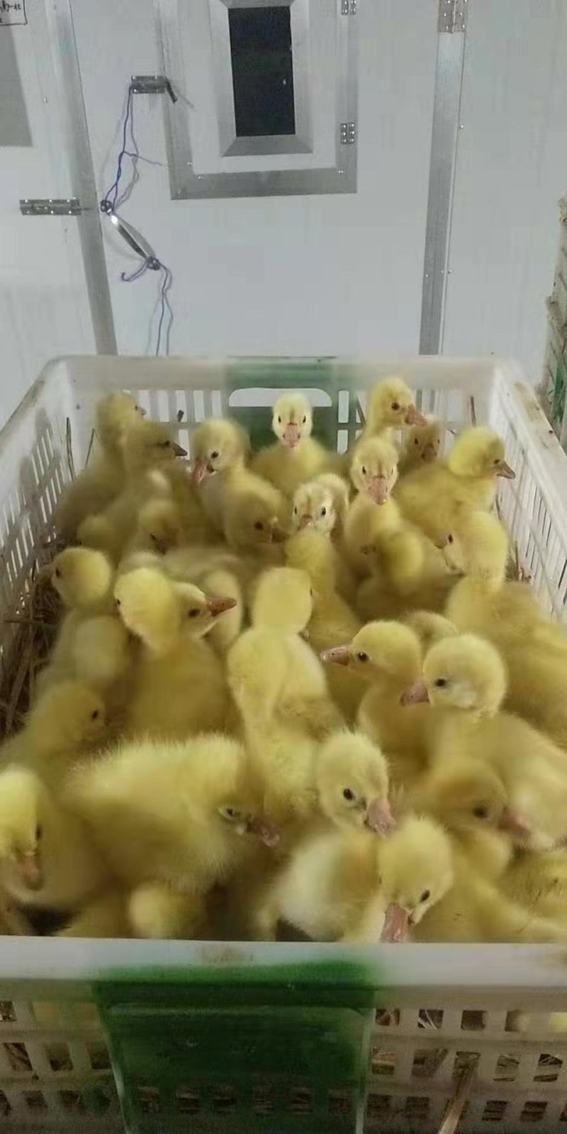 狮头鹅苗三花鹅苗等厂家直销包技术指导包回收