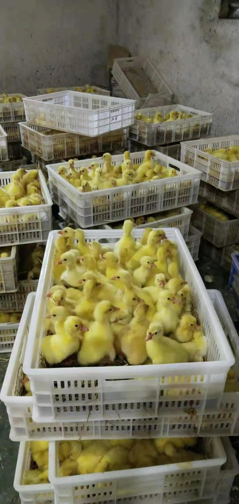 狮头鹅苗三花鹅苗等厂家直销包技术指导包回收