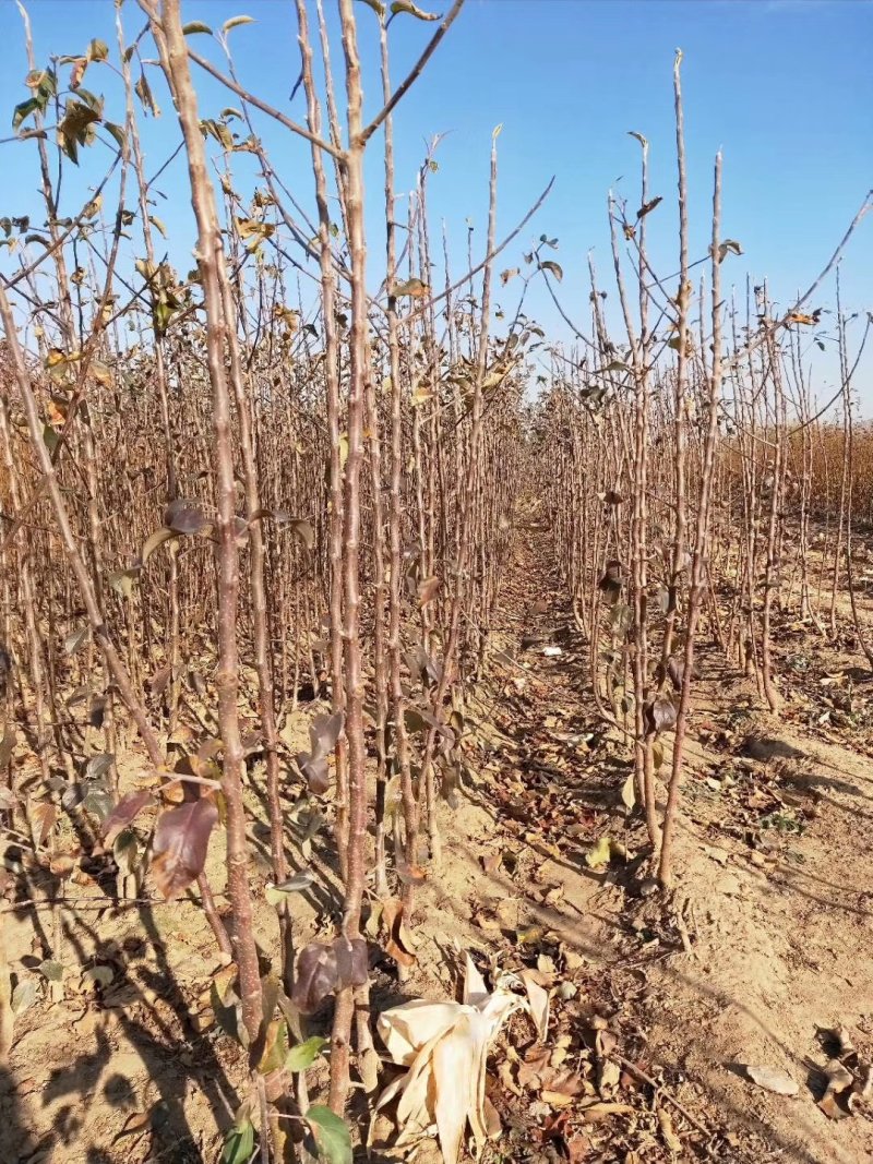 寒富苹果苗，国光苹果苗，黄元帅苹果苗，辽宁苹果苗