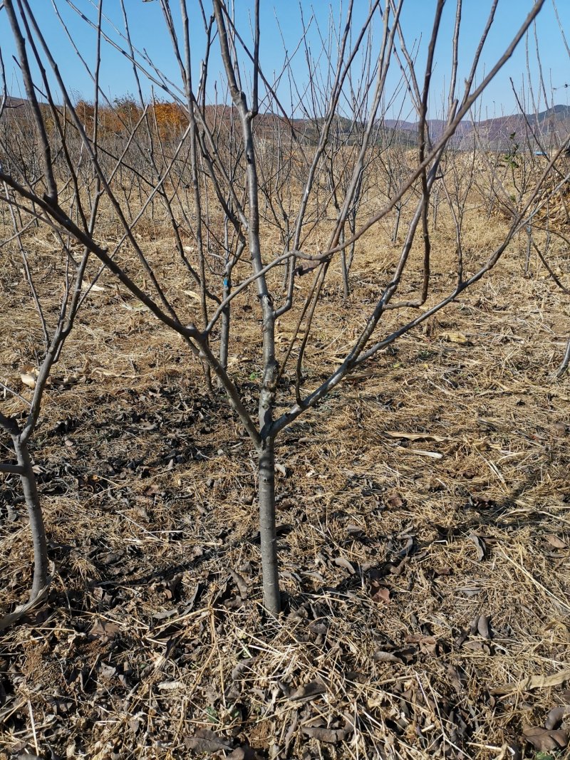 寒富苹果苗，国光苹果苗，黄元帅苹果苗，辽宁苹果苗
