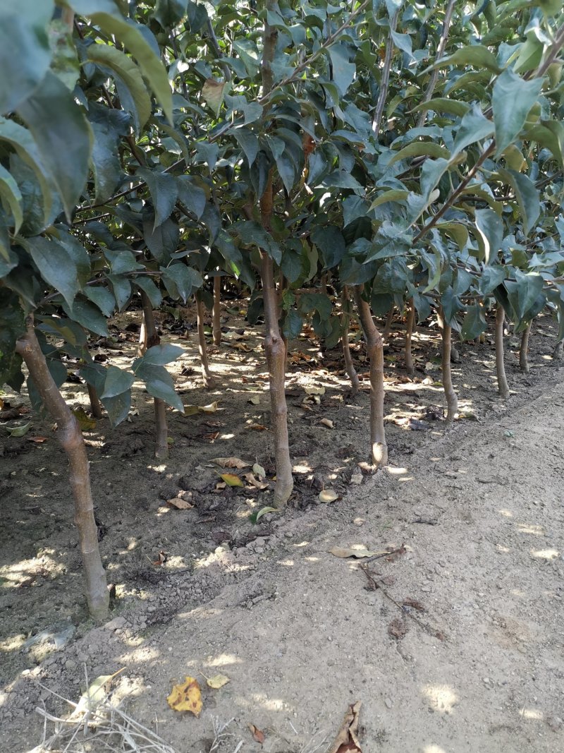 寒富苹果苗，国光苹果苗，黄元帅苹果苗，辽宁苹果苗