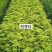 供应湖南精品桂花树，八月桂，丹桂，四季桂小苗，地笼桂价格