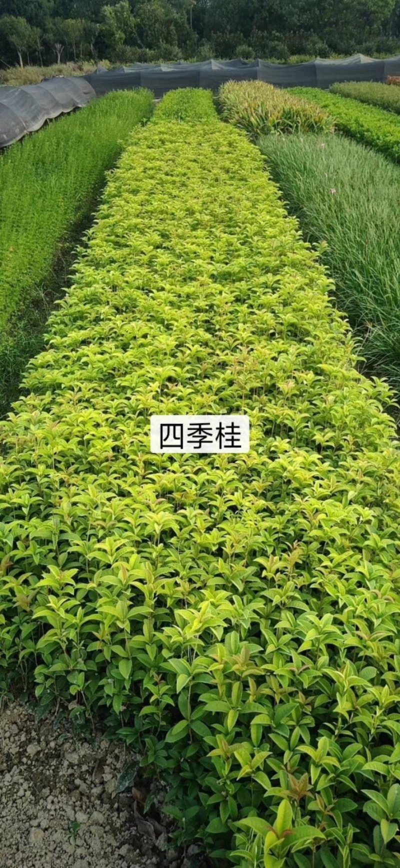 供应湖南精品桂花树，八月桂，丹桂，四季桂小苗，地笼桂价格