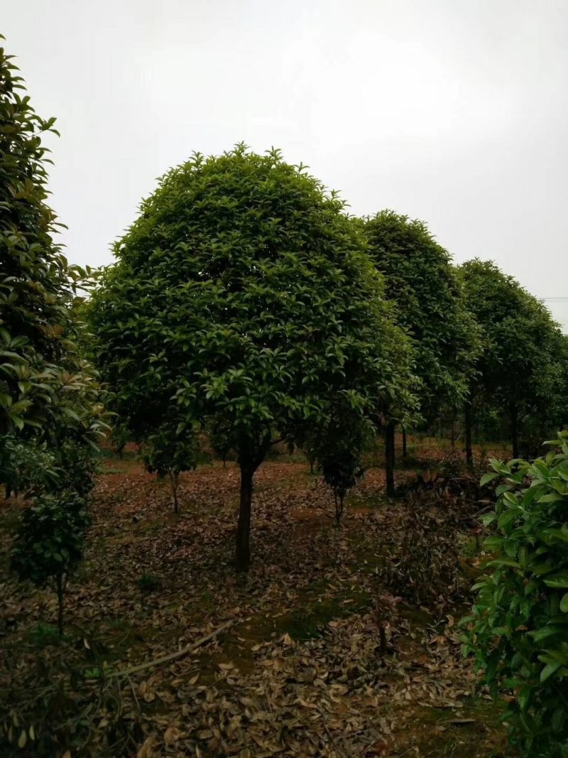 供应湖南精品桂花树，八月桂，丹桂，四季桂小苗，地笼桂价格