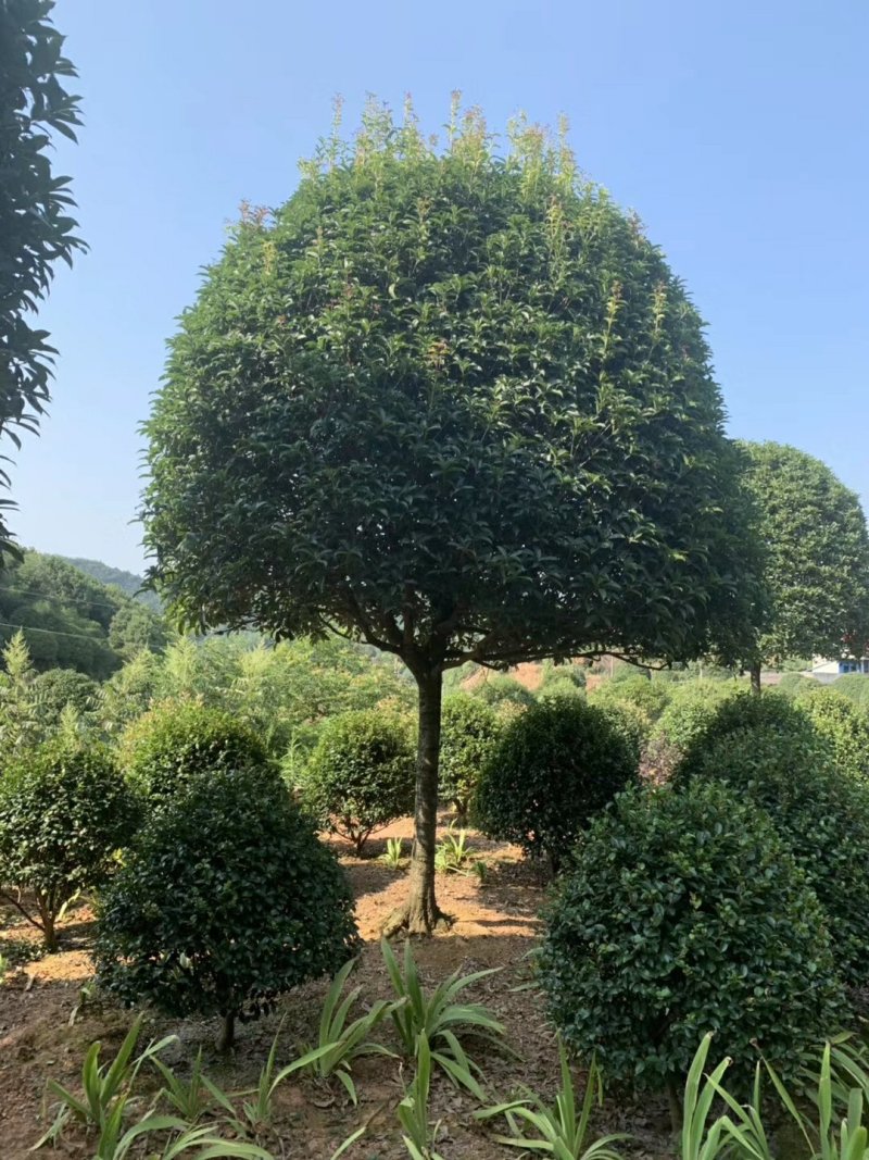 供应湖南精品桂花树，八月桂，丹桂，四季桂小苗，地笼桂价格