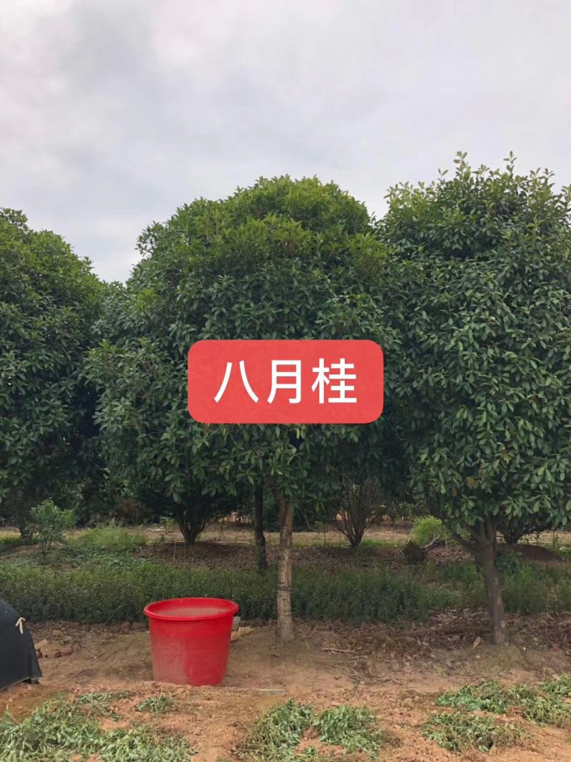 供应湖南精品桂花树，八月桂，丹桂，四季桂小苗，地笼桂价格