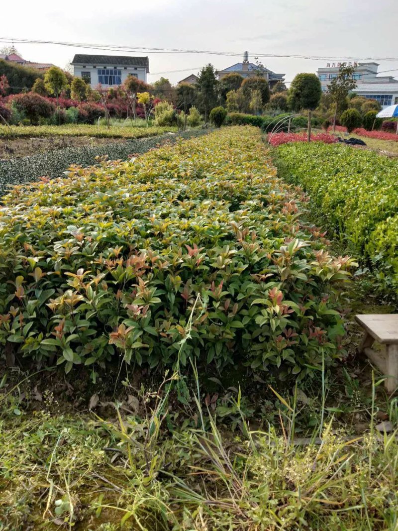 供应湖南精品桂花树，八月桂，丹桂，四季桂小苗，地笼桂价格