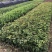 供应湖南精品桂花树，八月桂，丹桂，四季桂小苗，地笼桂价格