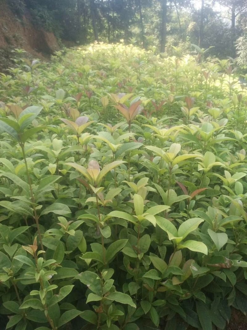 供应湖南精品桂花树，八月桂，丹桂，四季桂小苗，地笼桂价格