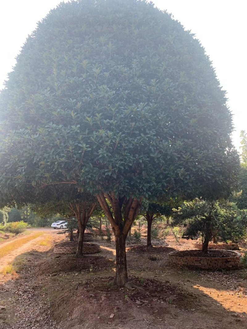 供应湖南精品桂花树，八月桂，丹桂，四季桂小苗，地笼桂价格