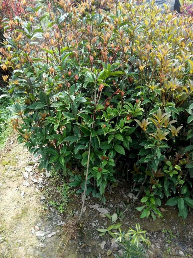 供应湖南精品桂花树，八月桂，丹桂，四季桂小苗，地笼桂价格