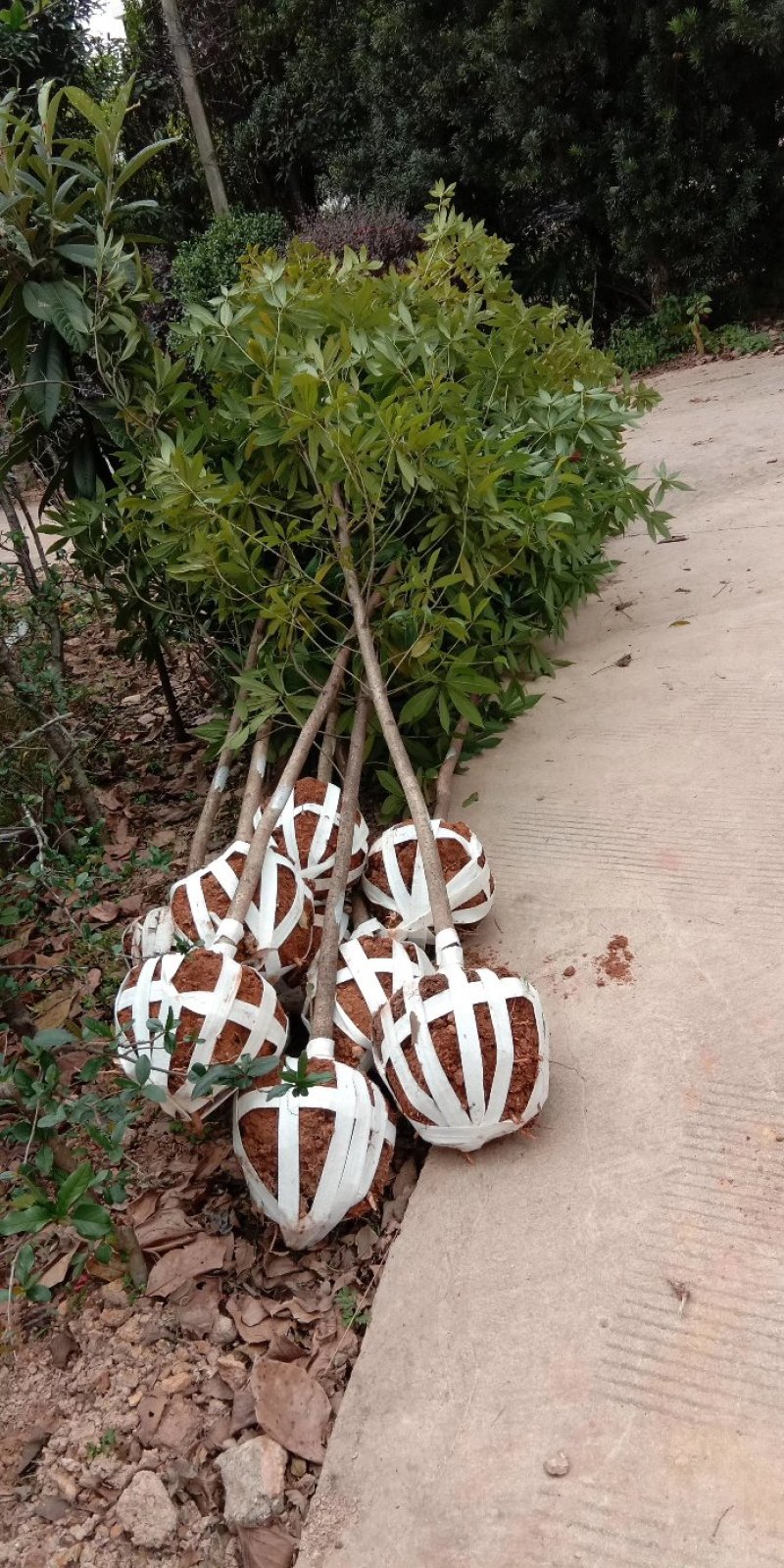 供应湖南金丝楠木苗，金丝楠木杯苗，6-8cm金丝楠木价格