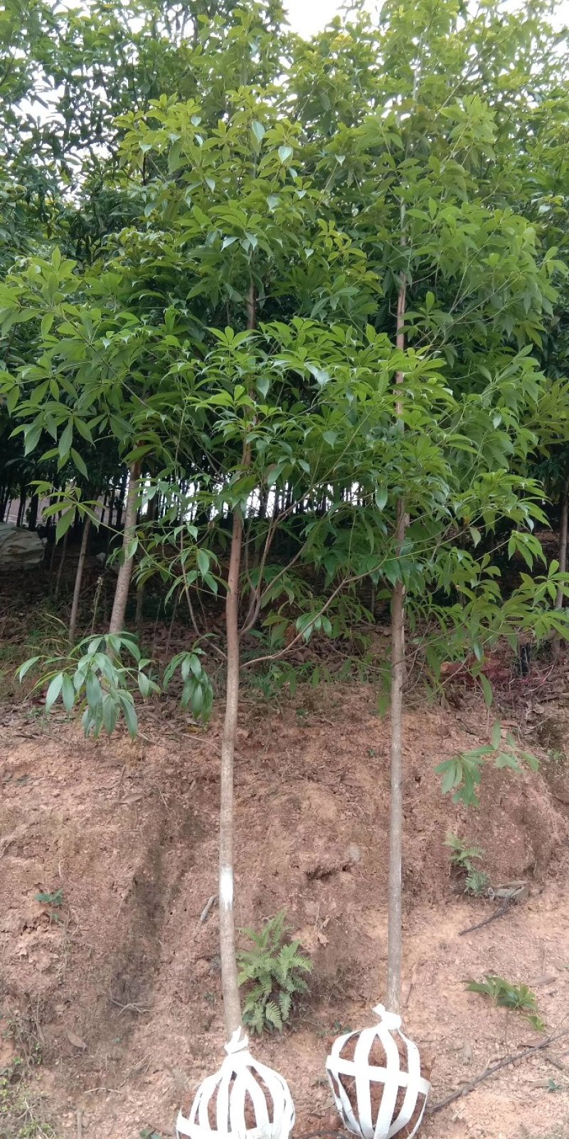 供应湖南金丝楠木苗，金丝楠木杯苗，6-8cm金丝楠木价格