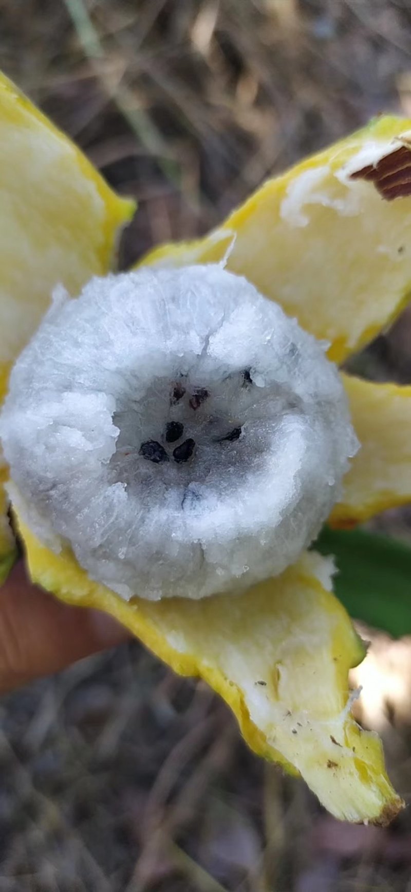 厄瓜多尔燕窝，原枝苗，自粉，甜度26度，包活包技术