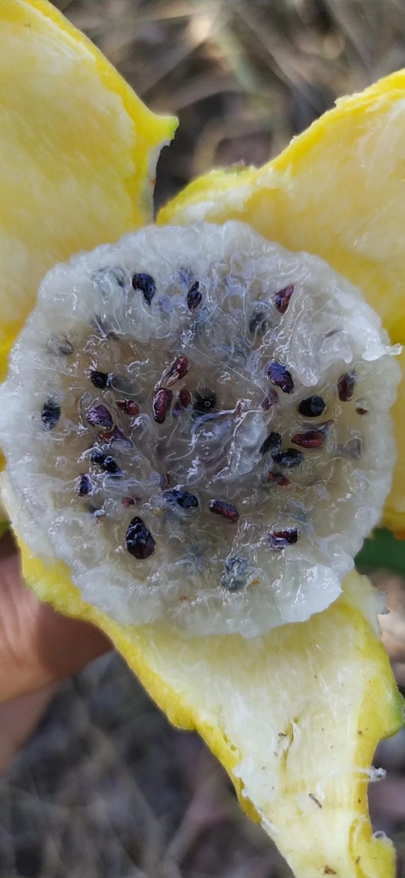 厄瓜多尔燕窝，原枝苗，自粉，甜度26度，包活包技术
