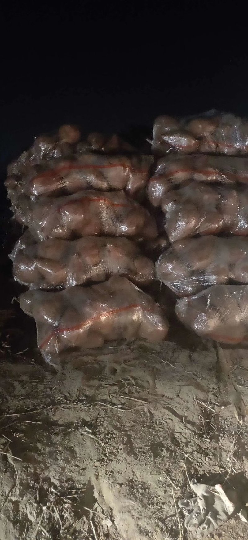 大头龙薯九烟薯商薯九济薯26