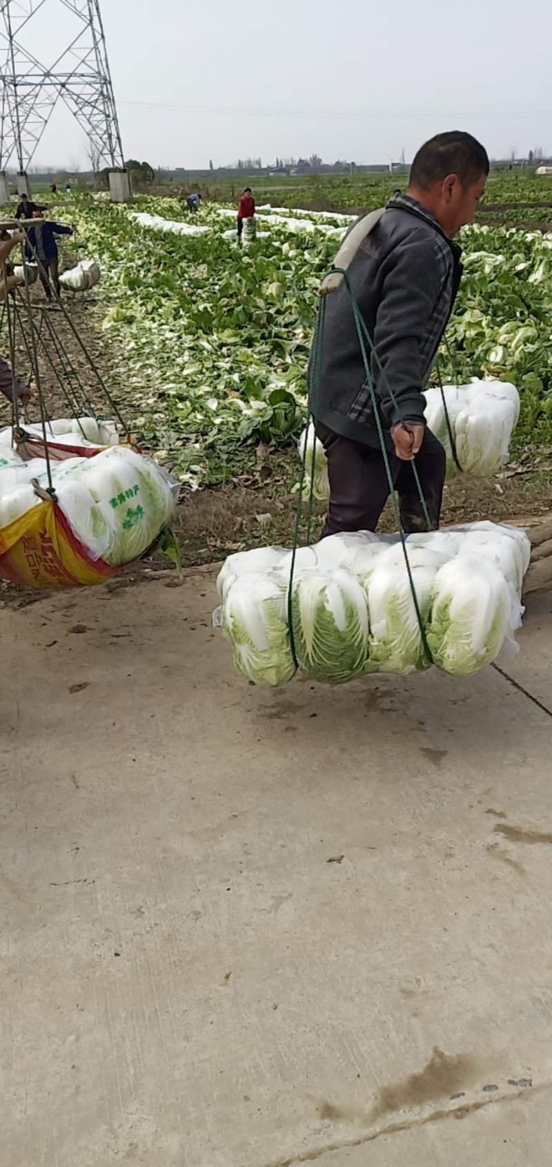 湖南万亩矮颗黄心大白菜3斤到7斤，基地直供