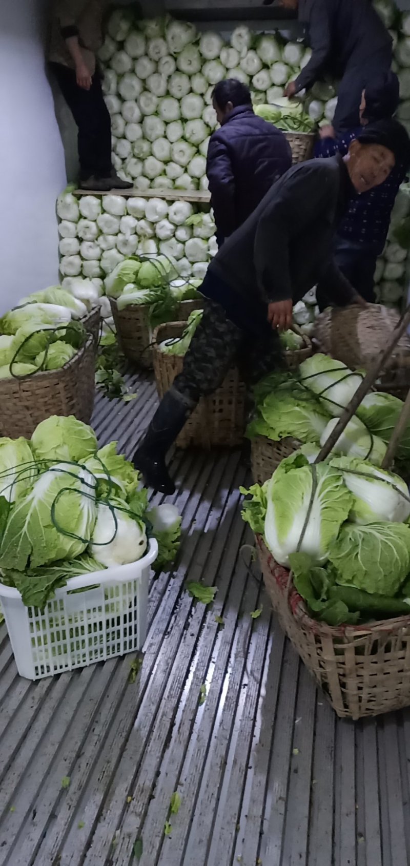 湖南万亩矮颗黄心大白菜3斤到7斤，基地直供