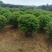 湖南茶梅球，茶梅小苗，优质茶梅小苗，茶梅价格，茶梅基地