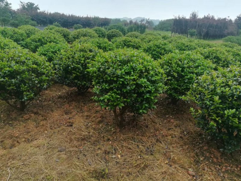 湖南茶梅球，茶梅小苗，优质茶梅小苗，茶梅价格，茶梅基地