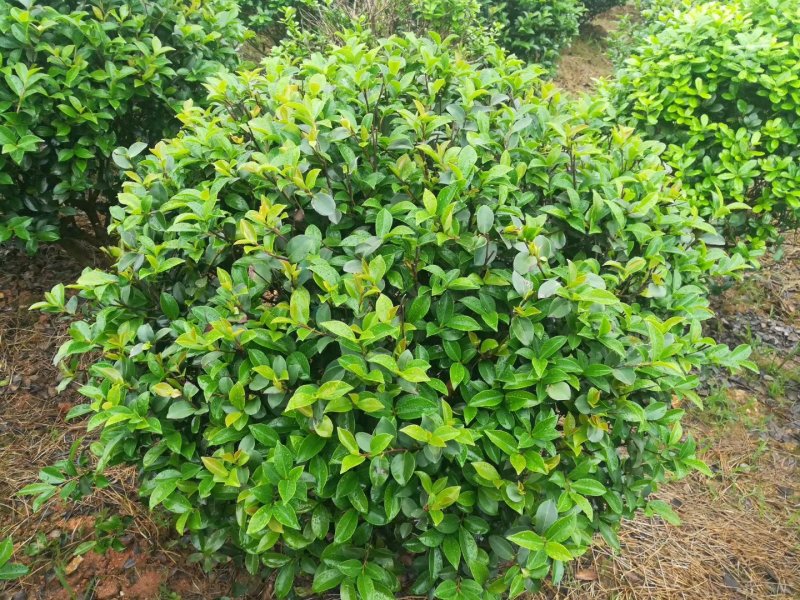 湖南茶梅球，茶梅小苗，优质茶梅小苗，茶梅价格，茶梅基地