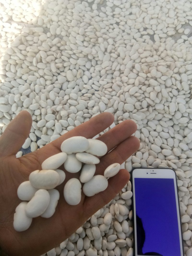 白芸豆