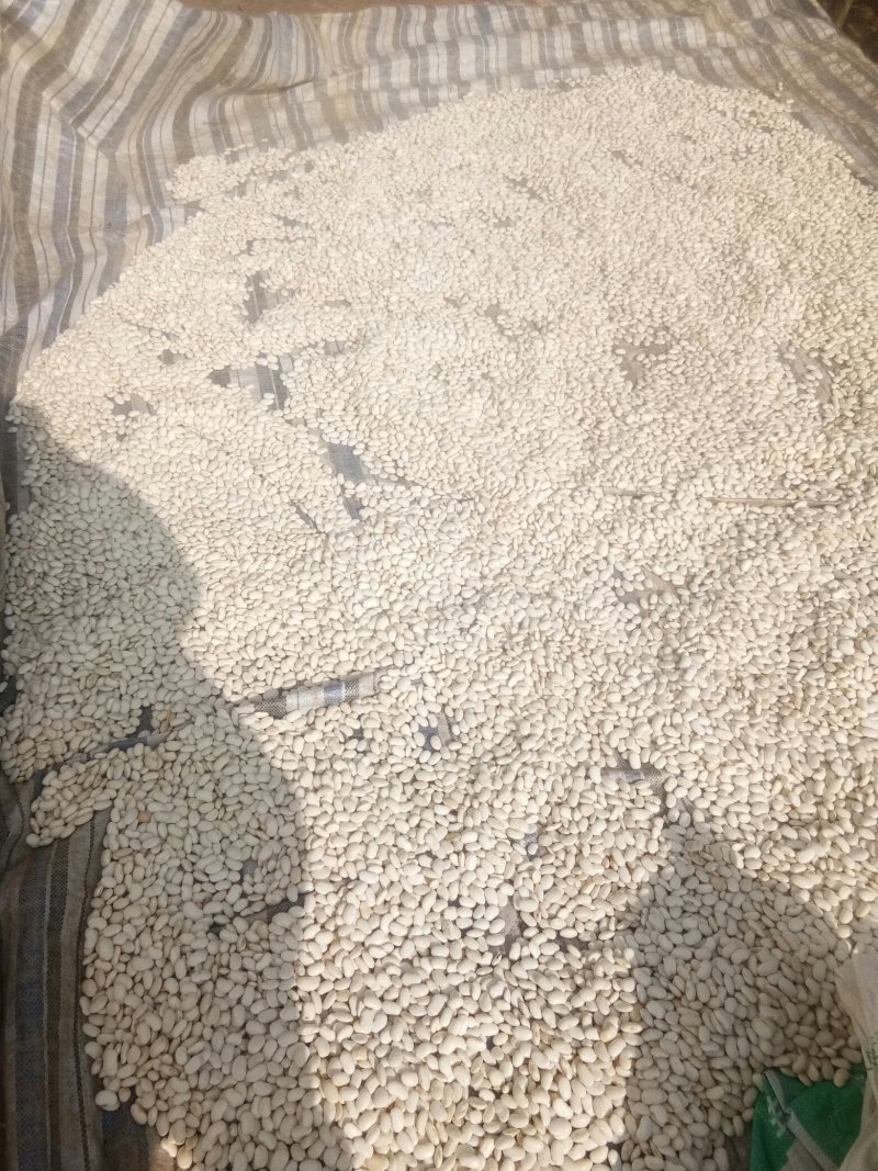 白芸豆