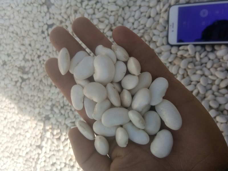 白芸豆
