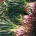 【推荐】蒜苗，红根蒜苗，叶茎粗壮，颜色绿，无黄叶诚信经营