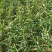【推荐】蒜苗，红根蒜苗，叶茎粗壮，颜色绿，无黄叶诚信经营