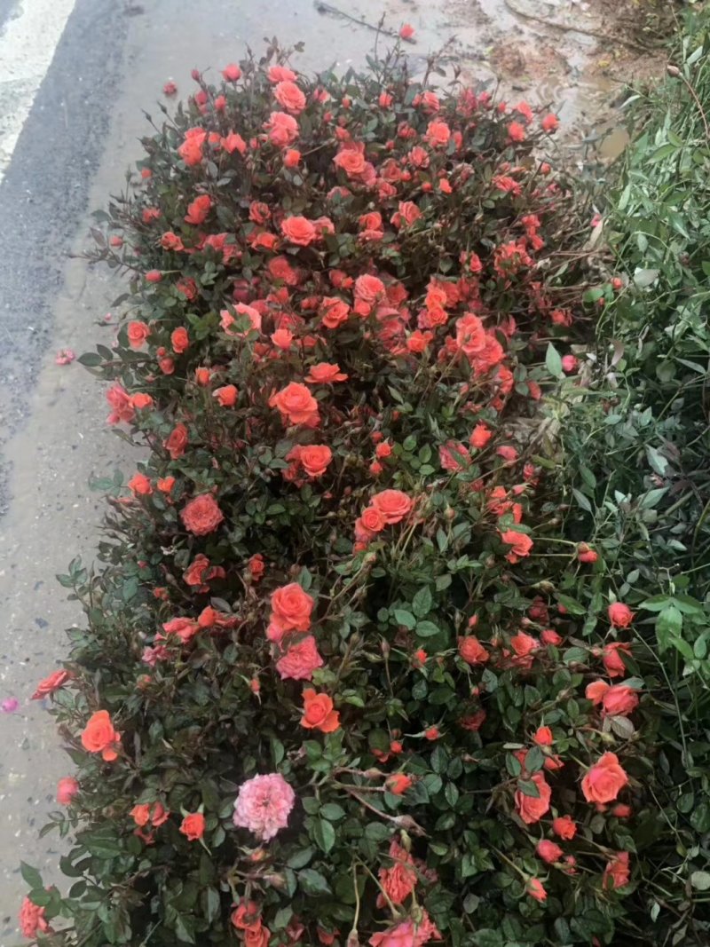 供应湖南月季丰花月季，钻石月季，小花月季，玫瑰小苗价格