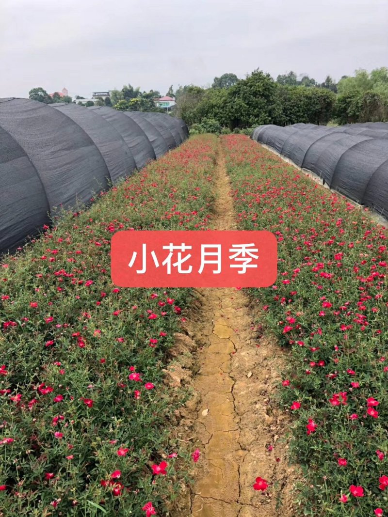 供应湖南月季丰花月季，钻石月季，小花月季，玫瑰小苗价格