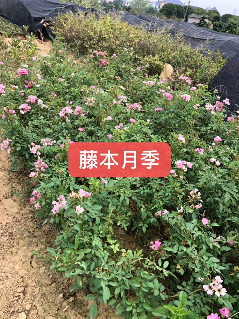 供应湖南月季丰花月季，钻石月季，小花月季，玫瑰小苗价格