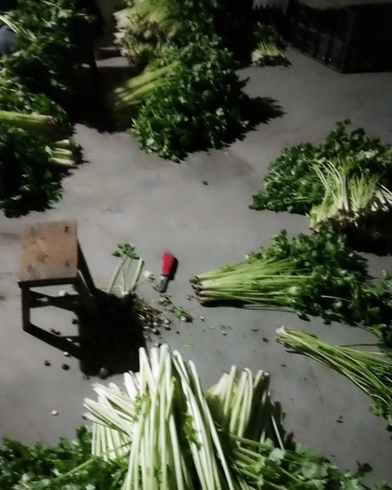 香芹，芹皇