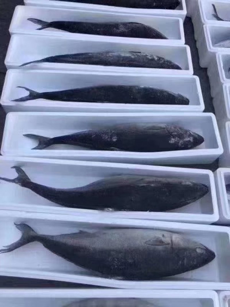 各种海产品
