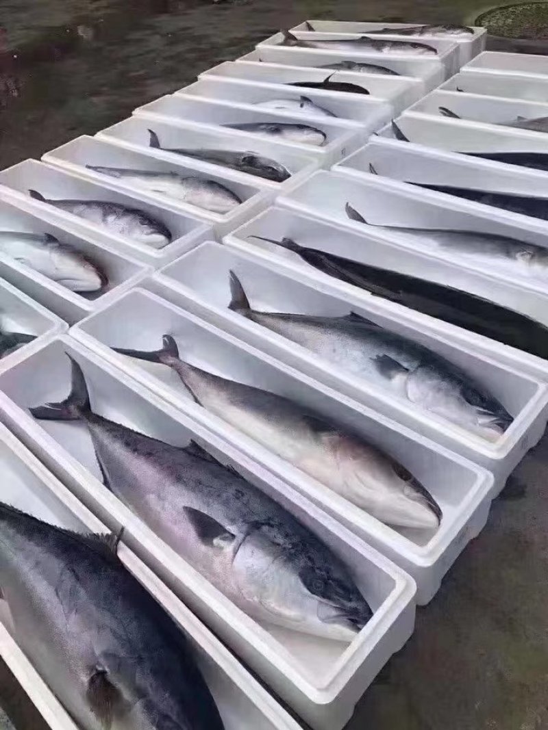 各种海产品