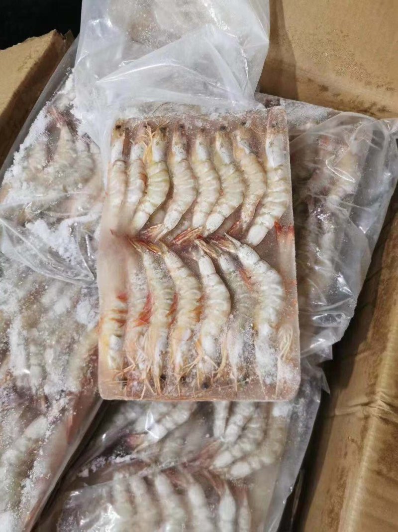 生冻明虾大量上市中新鲜冷冻品质好价格优