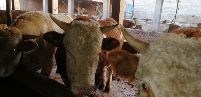 肉牛