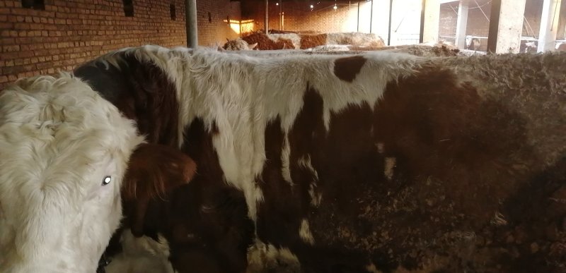 肉牛