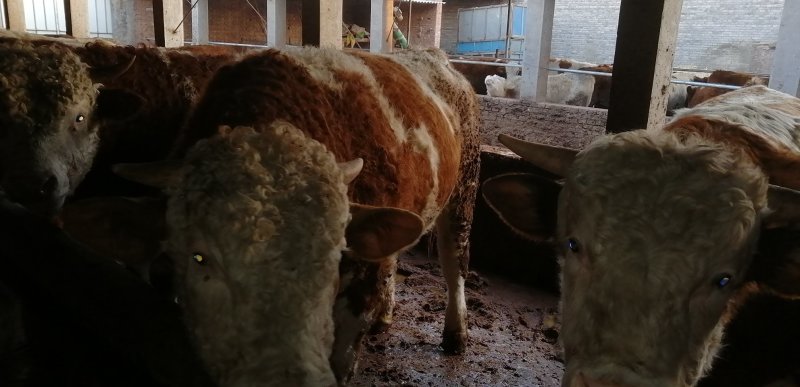 肉牛