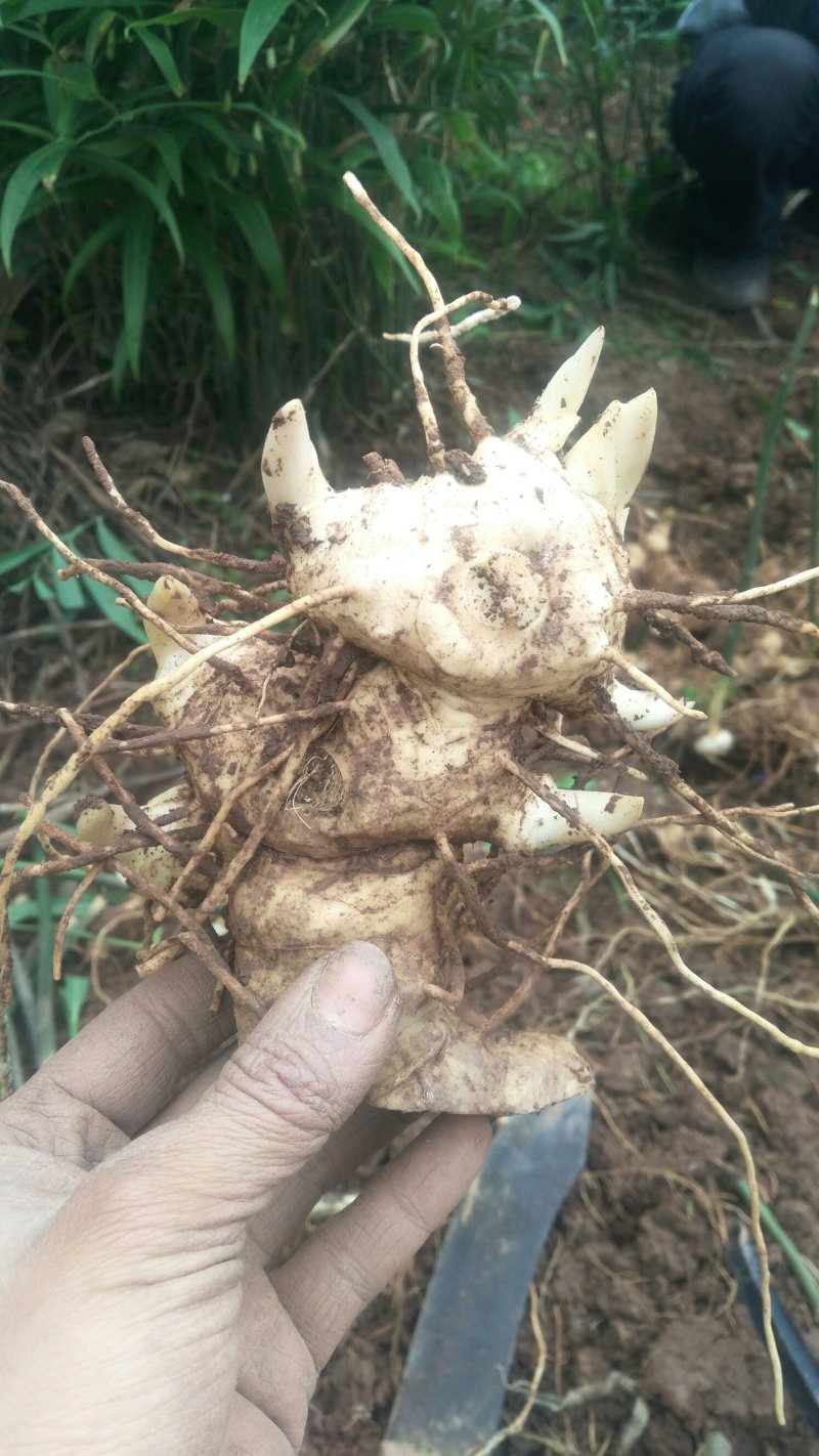 四川黄精种茎块，多花姜型不倒苗黄精中大货一手货源。